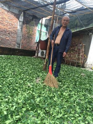 散装茶叶批发：市场动态与发展趋势